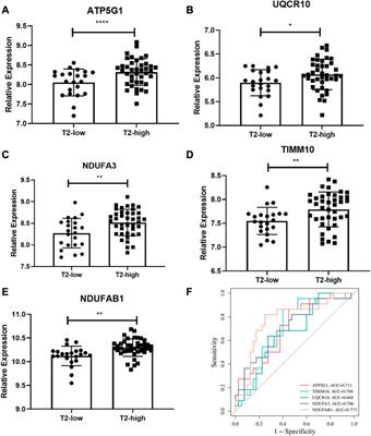 Mitochondria dysfunction in airway epithelial cells is associated with type 2-low asthma